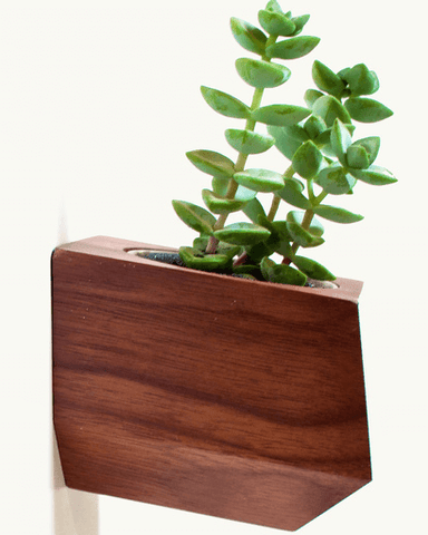 Boxcar Sidecar Walnut and Blue