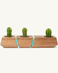 Boxcar Planter Set Walnut & Robin Egg Blue